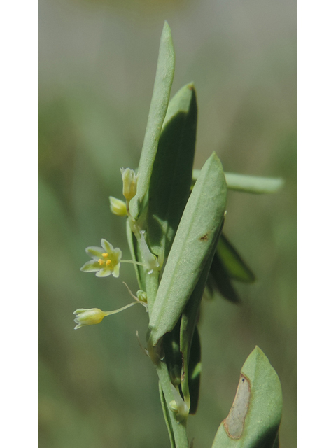 Phyllanthus polygonoides (Smartweed leaf-flower) #35914