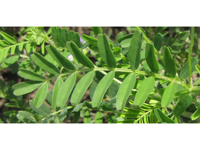 Astragalus nuttallianus (Nuttall's milkvetch) #35952