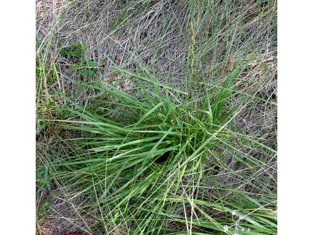 Eriochloa sericea (Texas cupgrass) #36051