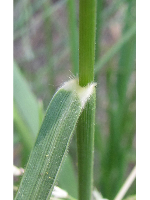 Eriochloa sericea (Texas cupgrass) #36053