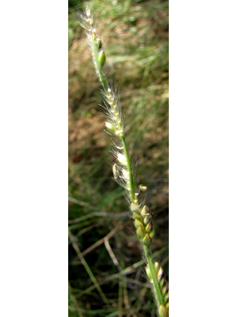 Eriochloa sericea (Texas cupgrass) #36054