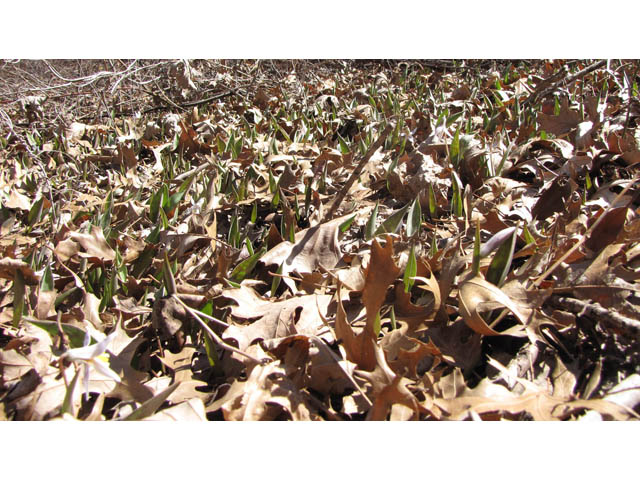 Erythronium albidum (White troutlily) #36079
