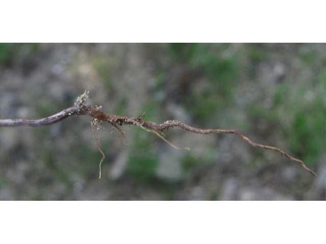 Heliotropium tenellum (Pasture heliotrope) #36109