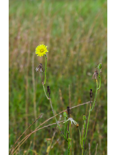 Pyrrhopappus pauciflorus (Smallflower desert-chicory) #60586