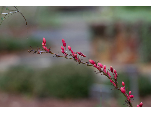 Hesperaloe parviflora (Red yucca) #47040