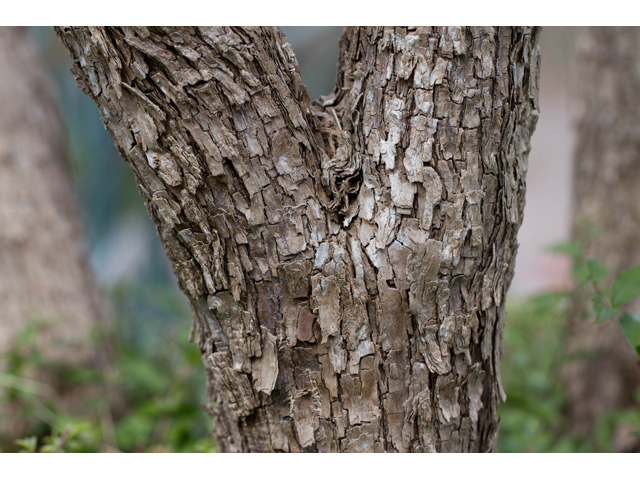 Sophora secundiflora (Texas mountain laurel) #47050
