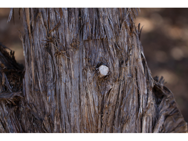 Juniperus ashei (Ashe juniper) #47856
