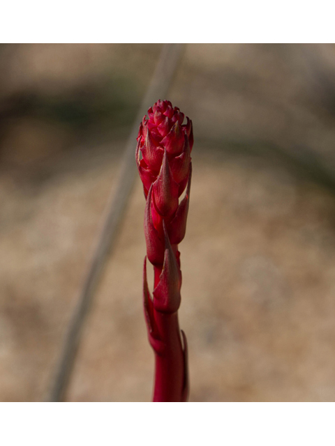Hesperaloe parviflora (Red yucca) #47859
