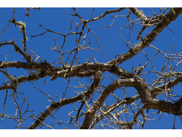 Quercus stellata (Post oak) #47869