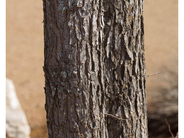 Ulmus crassifolia (Cedar elm) #47874