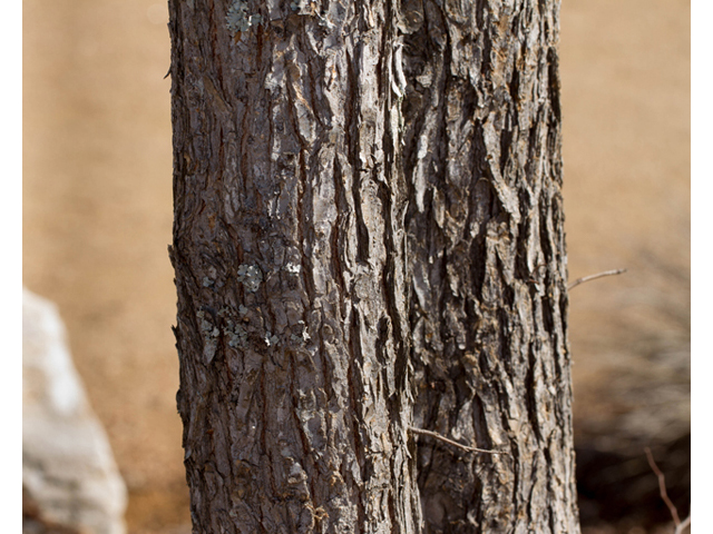 Ulmus crassifolia (Cedar elm) #47875