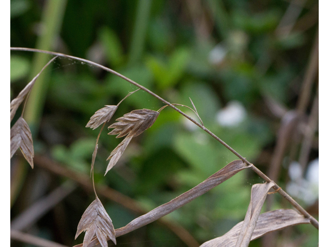 Chasmanthium latifolium (Inland sea oats) #47903