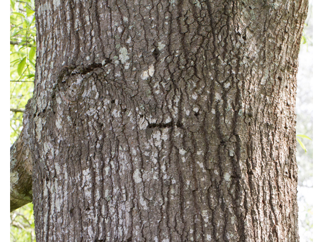 Quercus phellos (Willow oak) #56718
