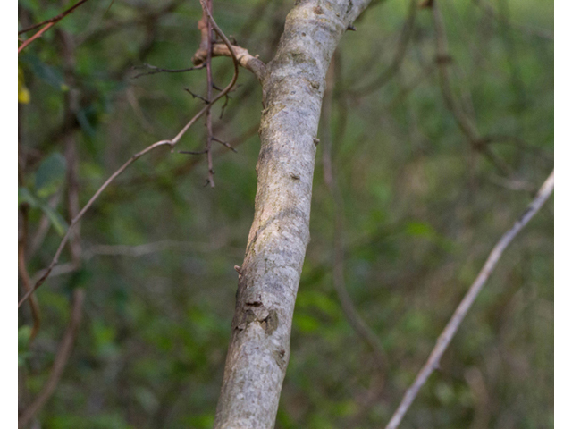 Ulmus crassifolia (Cedar elm) #56737