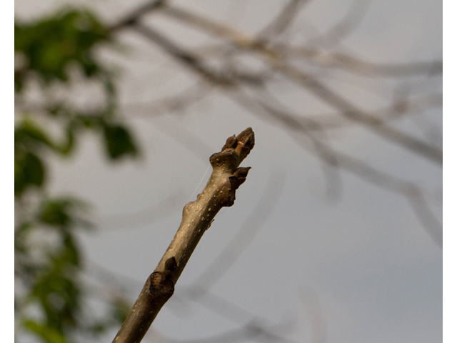 Ulmus crassifolia (Cedar elm) #56740