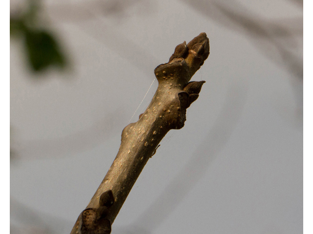 Ulmus crassifolia (Cedar elm) #56742