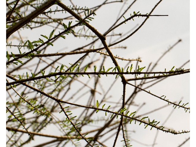 Taxodium distichum (Bald cypress) #56749