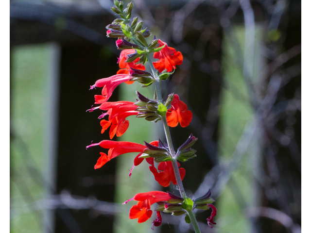 Salvia coccinea (Scarlet sage) #56756