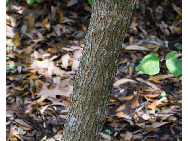 Sophora secundiflora (Texas mountain laurel) #56814