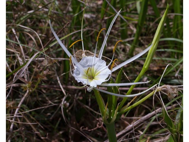 Hymenocallis liriosme (Texas spiderlily) #56830