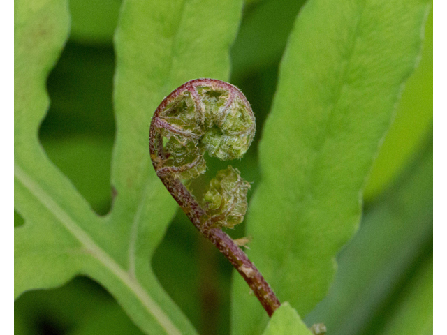 Onoclea sensibilis (Sensitive fern) #56863