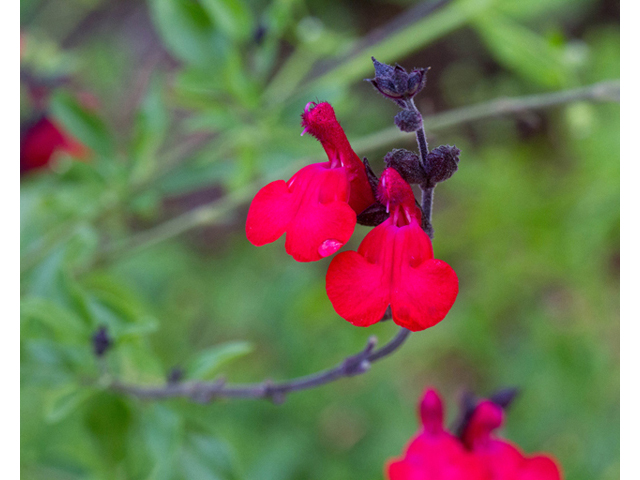 Salvia greggii (Autumn sage) #56879