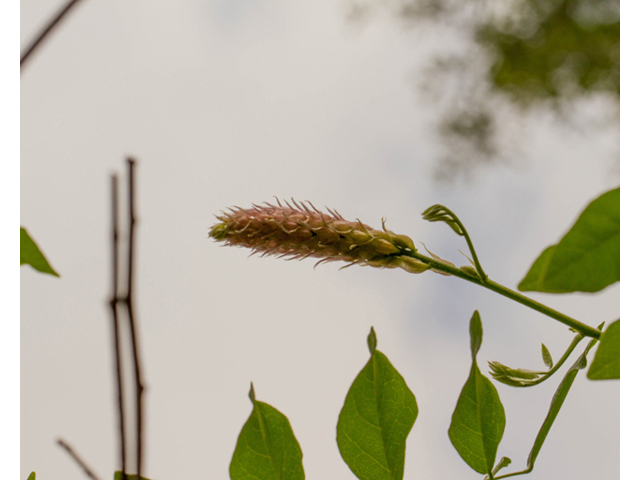 Wisteria frutescens (American wisteria) #56894