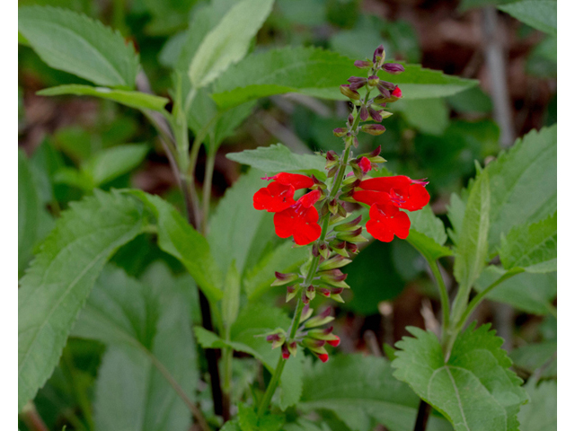 Salvia coccinea (Scarlet sage) #56941