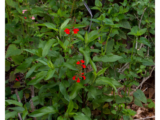 Salvia coccinea (Scarlet sage) #56943