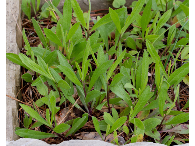 Gaillardia aestivalis var. winkleri (Winkler's blanketflower) #57016