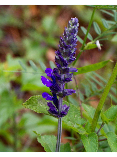 Salvia farinacea (Mealy blue sage) #57031