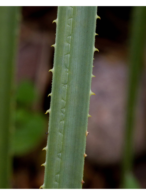 Dasylirion leiophyllum (Green sotol) #57049