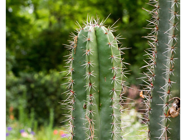 Stenocereus thurberi (Organpipe cactus) #57056