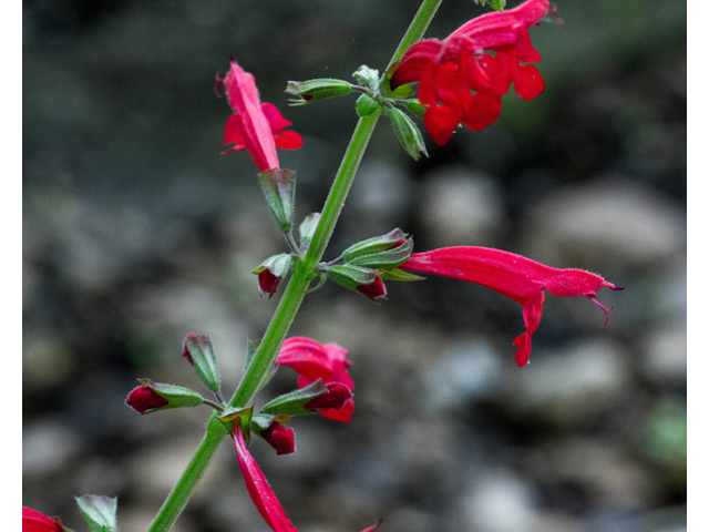 Salvia roemeriana (Cedar sage) #57082