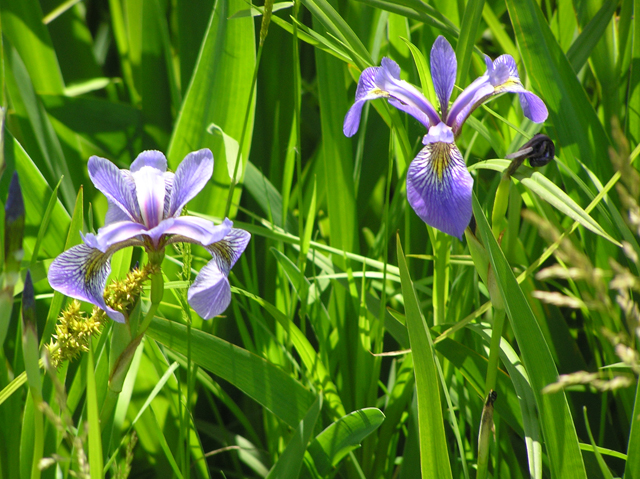 Iris versicolor (Harlequin blueflag) #26305