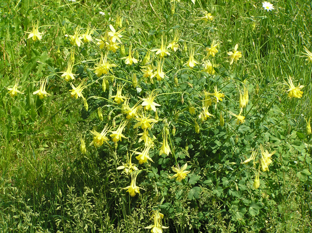 Aquilegia chrysantha (Golden columbine) #26334