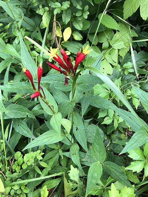 Spigelia marilandica (Woodland pinkroot) #87871