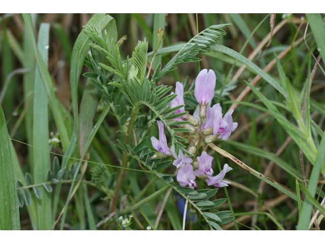 Astragalus crassicarpus (Groundplum milkvetch) #34083