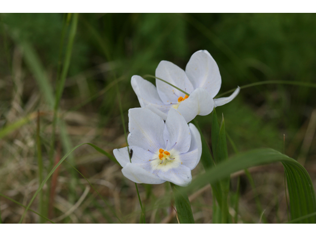 Nemastylis geminiflora (Prairie celestials) #34088