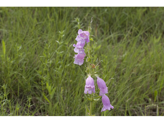 Penstemon cobaea (Prairie penstemon) #34152