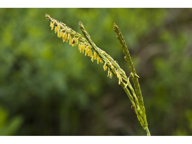 Tripsacum dactyloides (Eastern gamagrass) #34154