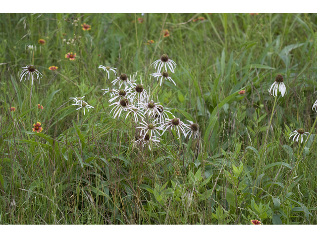 Echinacea pallida (Pale purple coneflower) #34179