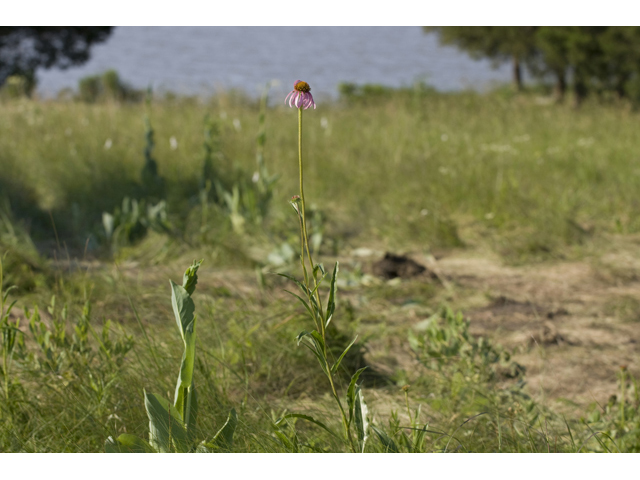 Echinacea atrorubens (Topeka purple coneflower) #34180