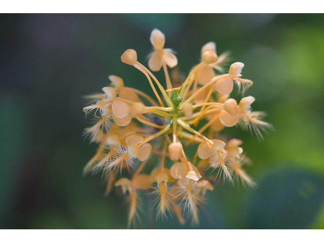 Platanthera ciliaris (Orange fringed orchid) #34278