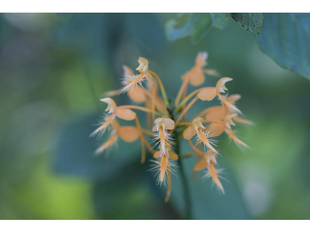 Platanthera ciliaris (Orange fringed orchid) #34279