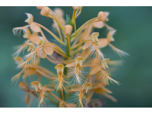 Platanthera ciliaris (Orange fringed orchid) #34281