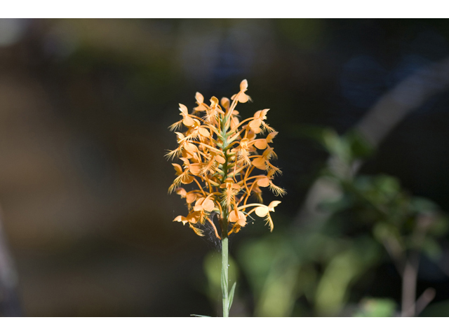 Platanthera ciliaris (Orange fringed orchid) #34283
