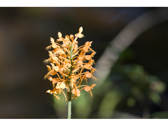 Platanthera ciliaris (Orange fringed orchid) #34286