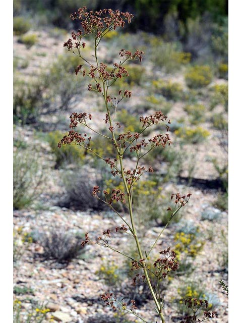 Eriogonum alatum var. alatum (Winged buckwheat) #48878