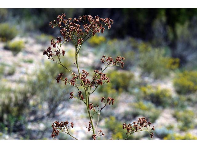 Eriogonum alatum var. alatum (Winged buckwheat) #48879